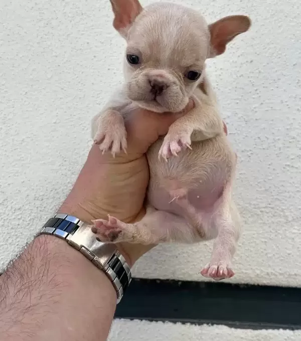 Benekli Kürk Yapılı French Bulldog