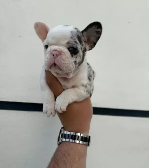 Benekli Kürk Yapılı French Bulldog