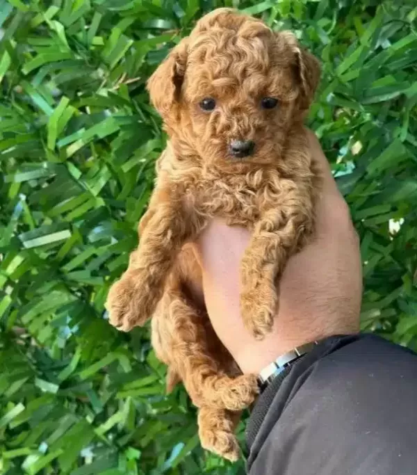 A Kalite Orjinal Saglıklı Kıvırcık Poodle