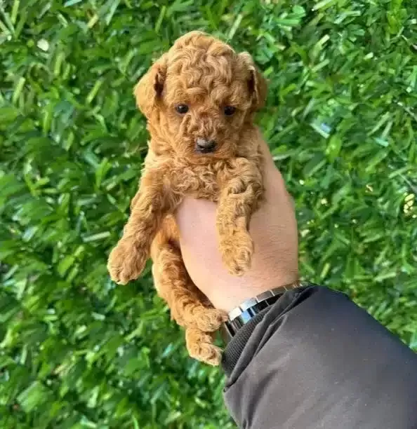 A Kalite Orjinal Saglıklı Kıvırcık Poodle