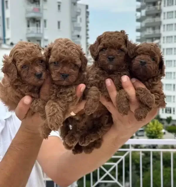 A Kalite Orjinal Saglıklı Kıvırcık Poodle