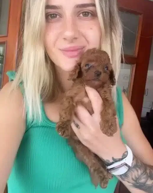 Poodle Yavrularımız Renk Renk