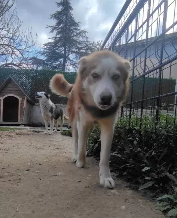 Sibirya Kurdu Husky Konya