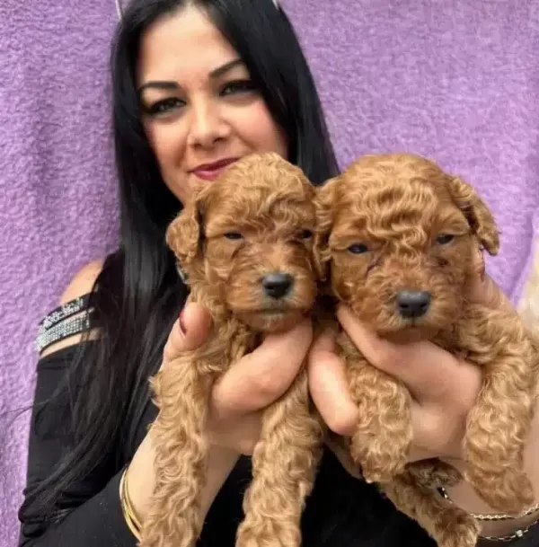 Miniature Poodle Yavrularımız