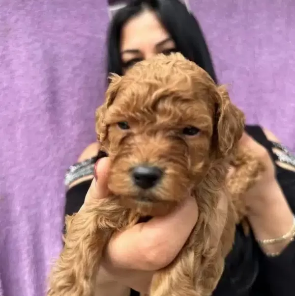 Miniature Poodle Yavrularımız