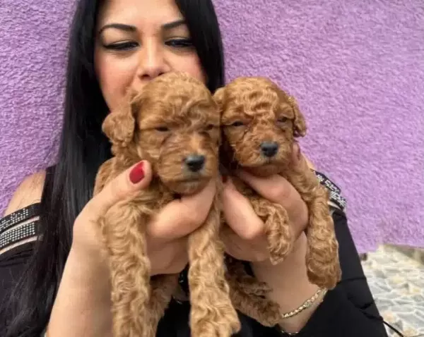 Miniature Poodle Yavrularımız