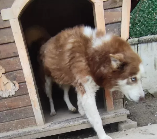 Sibirya Kurdu Husky Konya