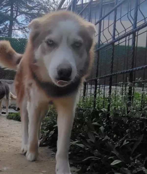 Sibirya Kurdu Husky Konya