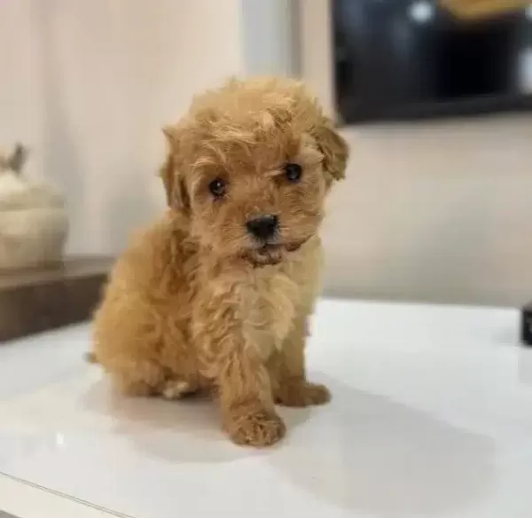 Cok Kucuk Kıvırcık Kuzu Maltipoo