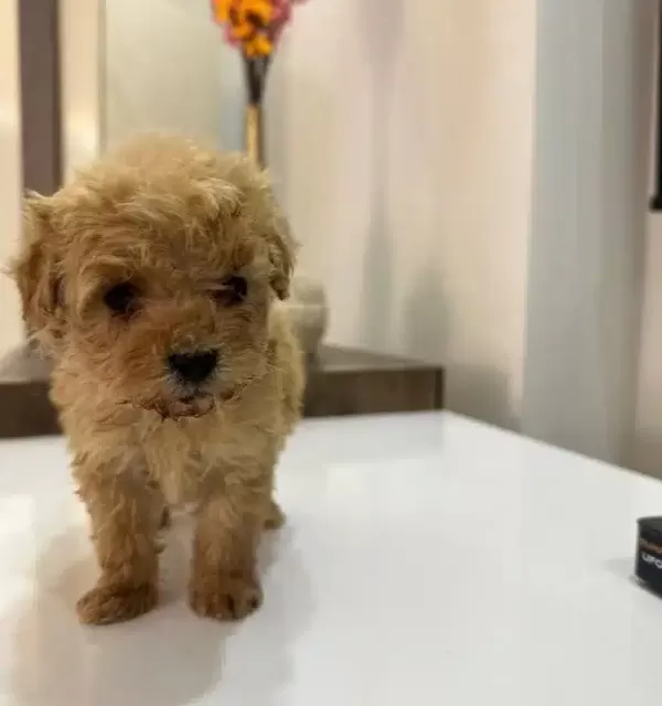 Cok Kucuk Kıvırcık Kuzu Maltipoo