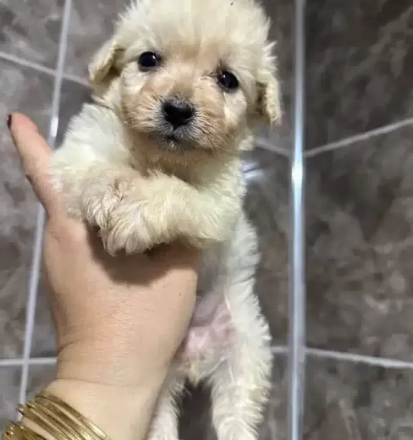 Cok Kucuk Kıvırcık Kuzu Maltipoo