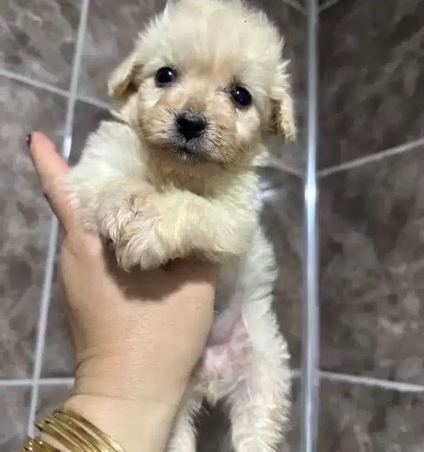 Cok Kucuk Kıvırcık Kuzu Maltipoo