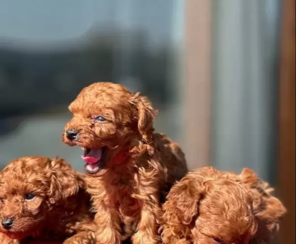 Oyuncak Gibi Toypoodle Yavruları