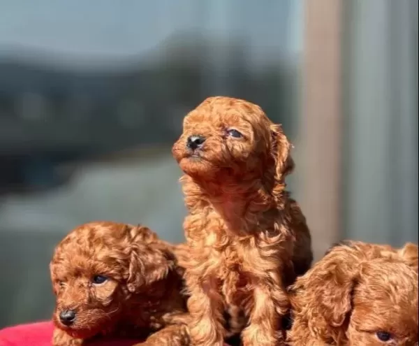 Oyuncak Gibi Toypoodle Yavruları