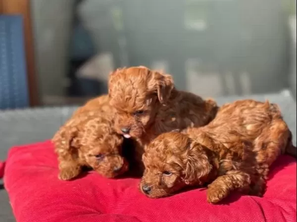 Oyuncak Gibi Toypoodle Yavruları