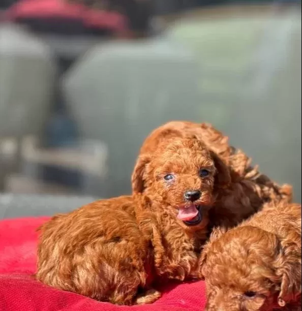 Oyuncak Gibi Toypoodle Yavruları