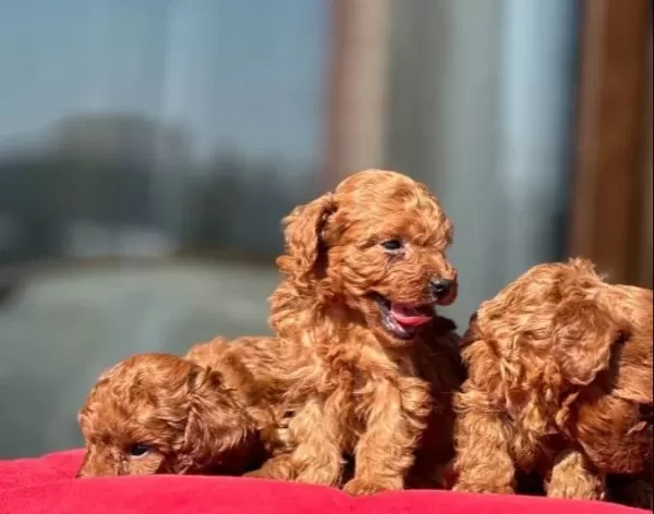 Oyuncak Gibi Toypoodle Yavruları