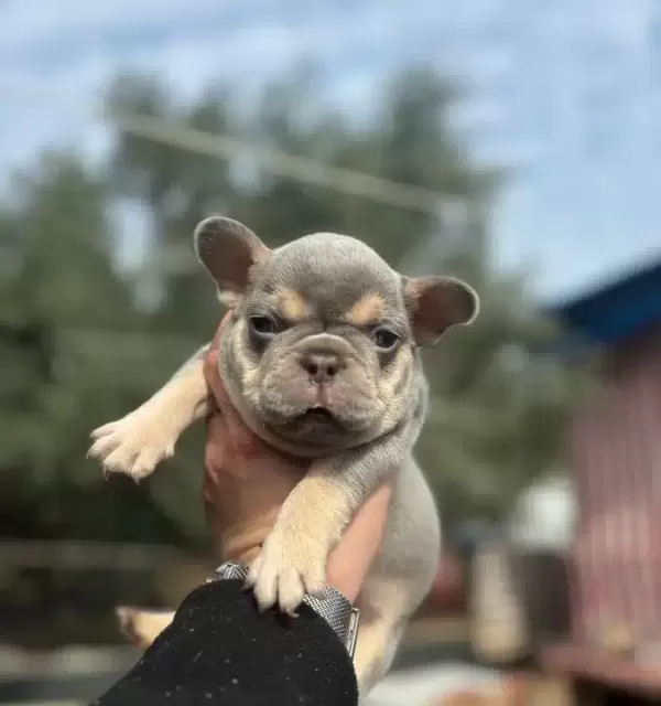 Egzotik French Bulldog Bebekler