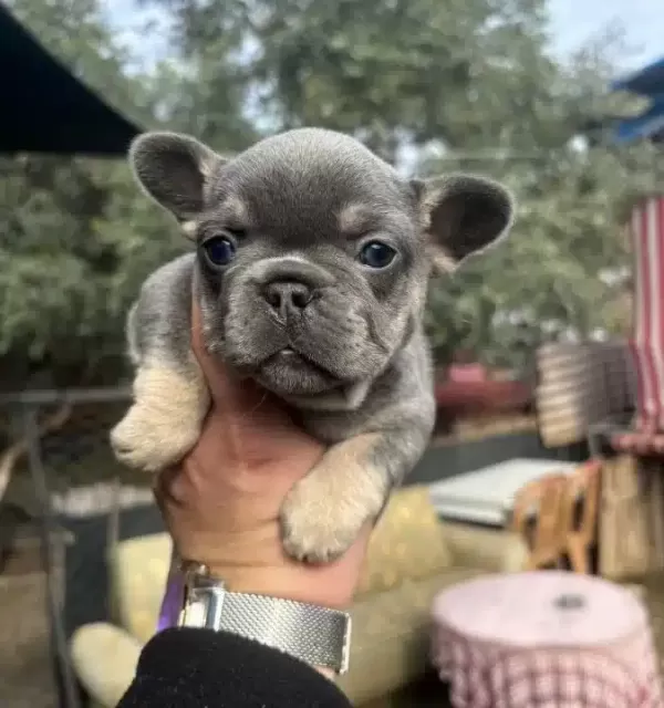Egzotik French Bulldog Bebekler