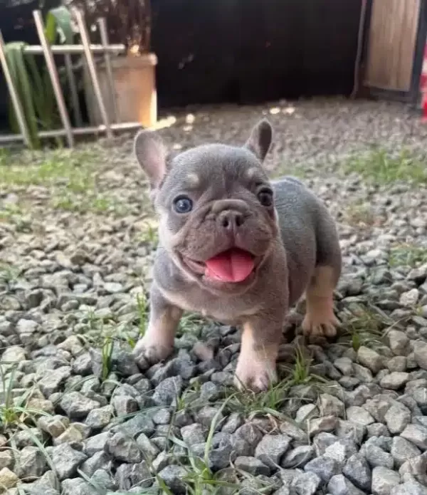 Egzotik French Bulldog Bebekler