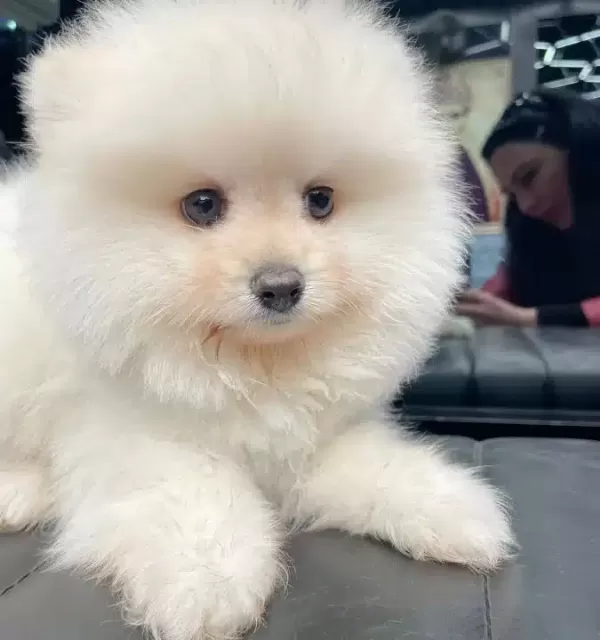 Miniature Pomernian Boo Yavrularımız