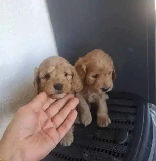 Teslime Hazır Minyatür Minnaklarım Tuvalet Eğitimli