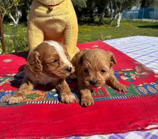 2 Aylık Poodle Cok Oyuncu