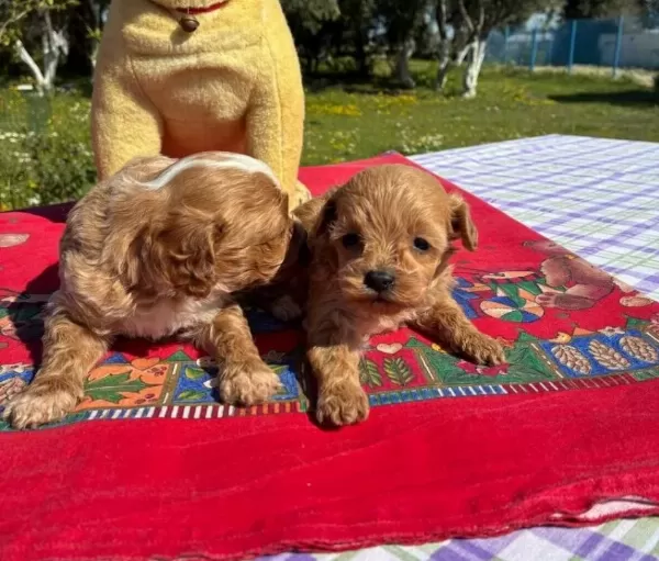 2 Aylık Poodle Cok Oyuncu