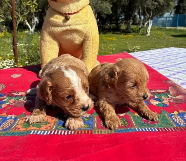 2 Aylık Poodle Cok Oyuncu