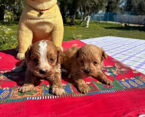 2 Aylık Poodle Cok Oyuncu