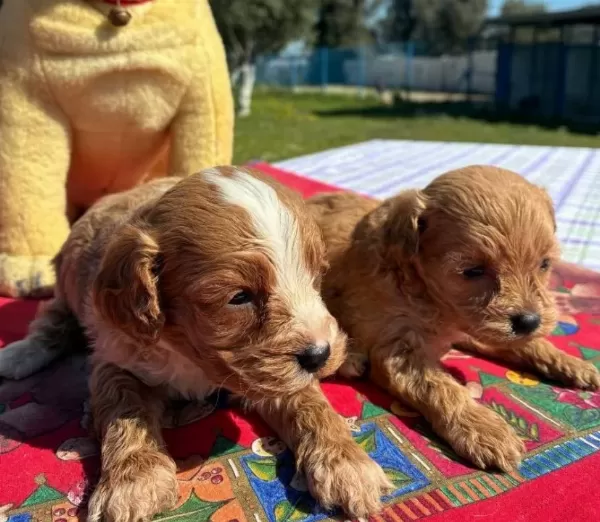2 Aylık Poodle Cok Oyuncu