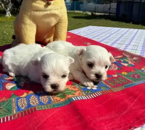 Pofuduk Beyazlıklarıyla Maltese Terrier