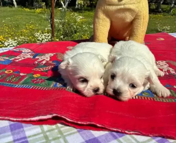 Pofuduk Beyazlıklarıyla Maltese Terrier