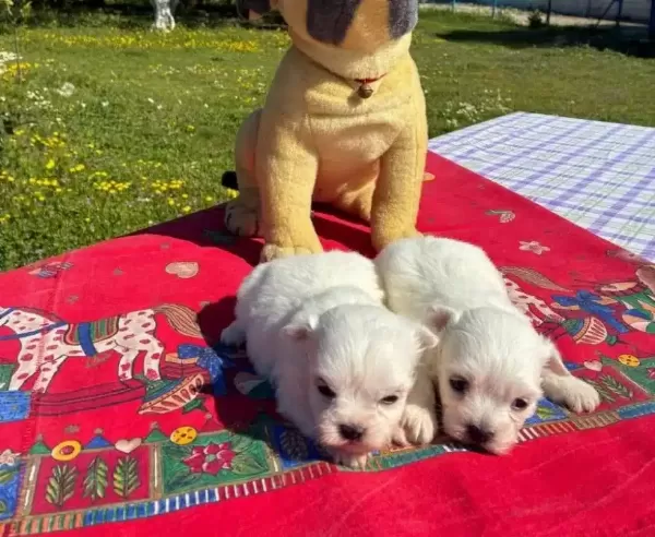 Pofuduk Beyazlıklarıyla Maltese Terrier