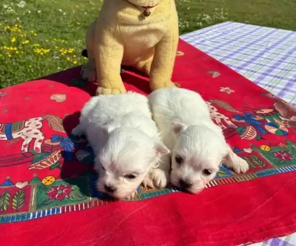 Pofuduk Beyazlıklarıyla Maltese Terrier
