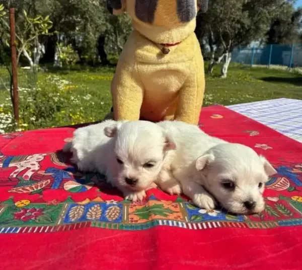 Pofuduk Beyazlıklarıyla Maltese Terrier