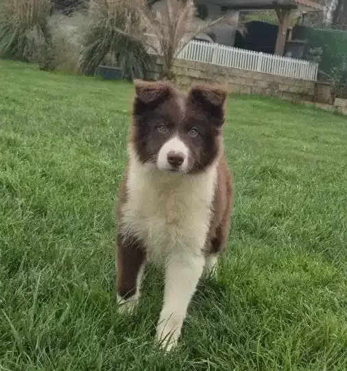 Karakteristik Maskeli Border Collie Yavru