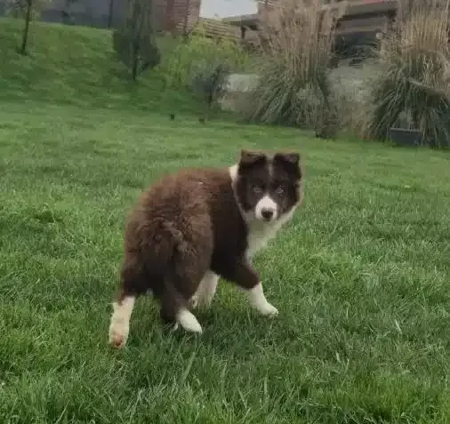 Karakteristik Maskeli Border Collie Yavru
