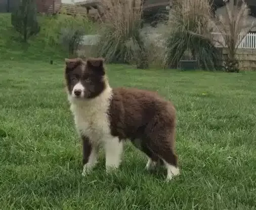 Karakteristik Maskeli Border Collie Yavru