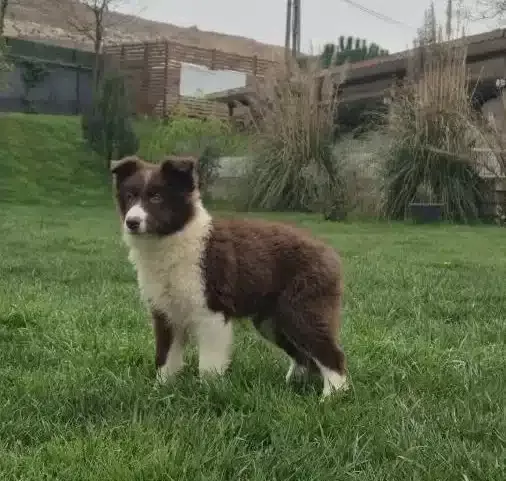 Karakteristik Maskeli Border Collie Yavru