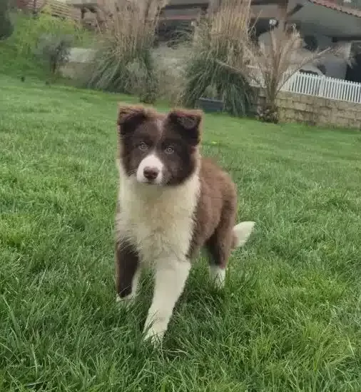 Karakteristik Maskeli Border Collie Yavru