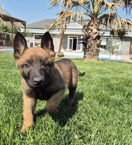Efsane Belcika Malinois Yavru