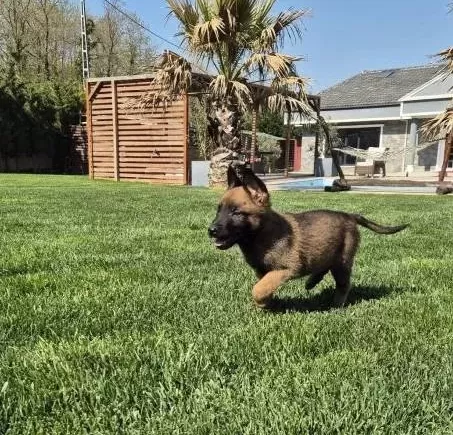 Efsane Belcika Malinois Yavru