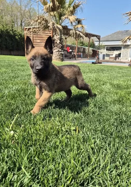 Efsane Belcika Malinois Yavru