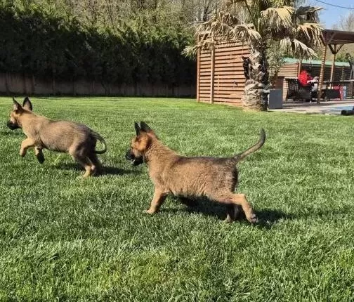 Efsane Belcika Malinois Yavru