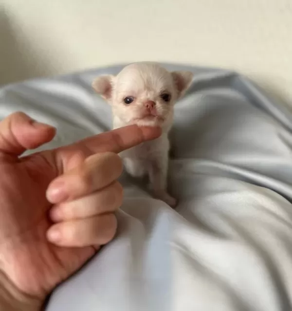 Mini Mini Chihuahua Sivava Bebişler