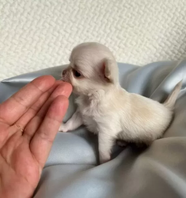 Mini Mini Chihuahua Sivava Bebişler
