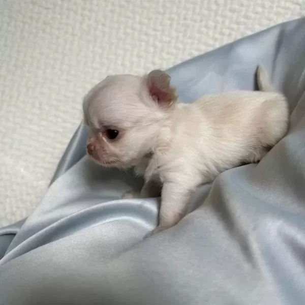 Mini Mini Chihuahua Sivava Bebişler