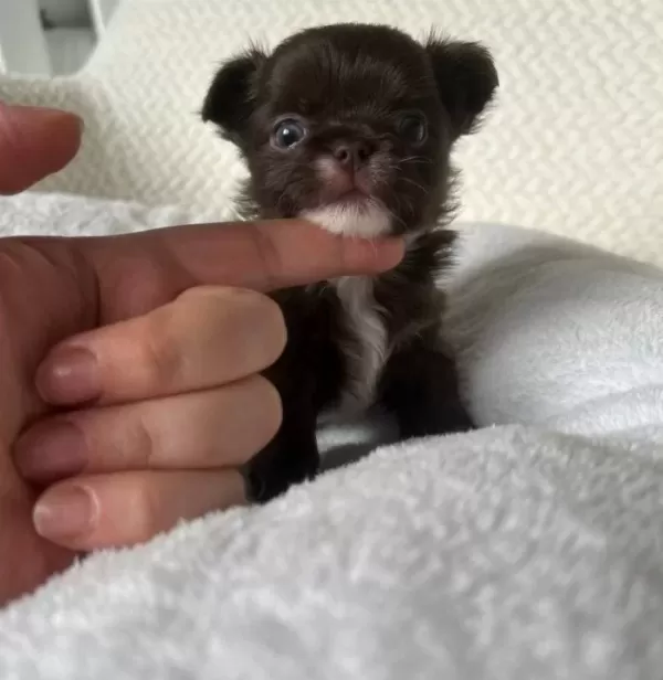 Mini Mini Chihuahua Sivava Bebişler