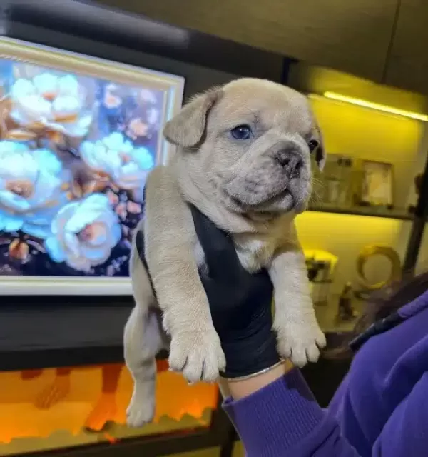 Egzotik French Bulldog Yavrularım Harika Renkler